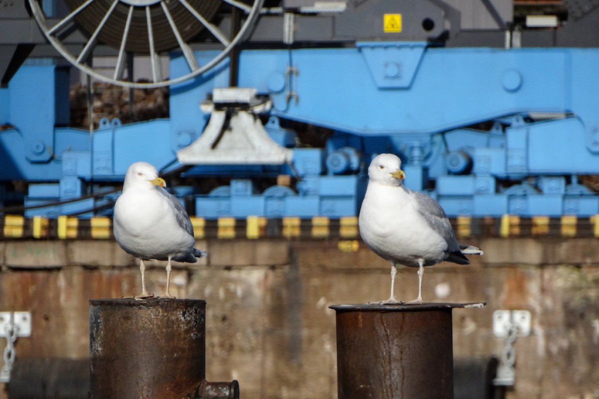 Freeport Of Riga Ahead Of Rival By 2 2 Million Tons Riga Talk
