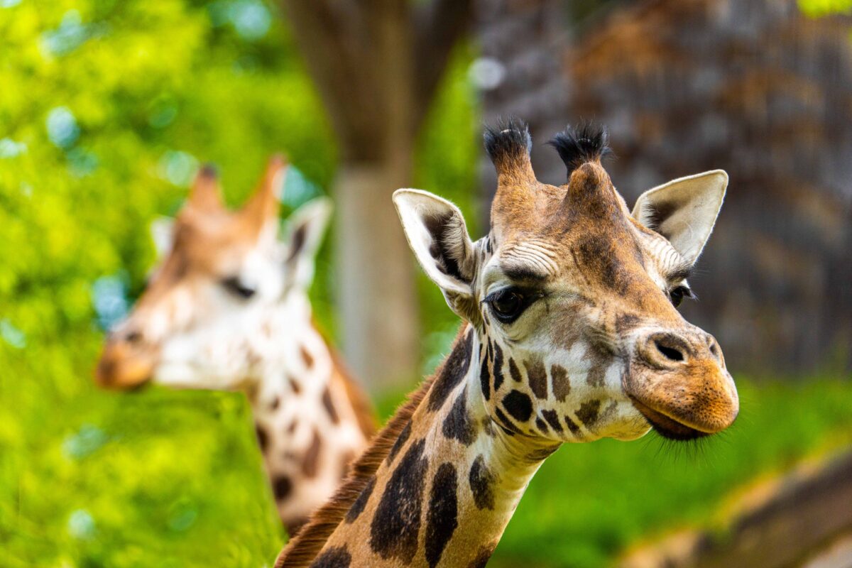 Got an Animal Name? Riga Zoo Animal Days 2025 Could Save You Money