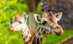 Got an Animal Name? Riga Zoo Animal Days 2025 Could Save You Money