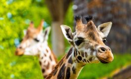 Got an Animal Name? Riga Zoo Animal Days 2025 Could Save You Money
