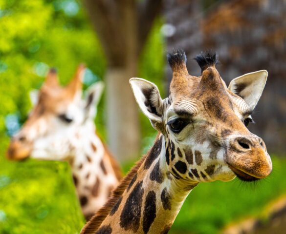 Got an Animal Name? Riga Zoo Animal Days 2025 Could Save You Money